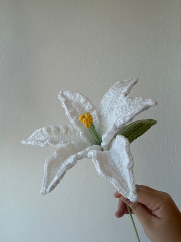 Casablanca Lily