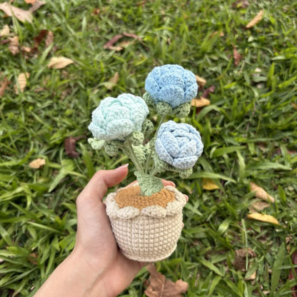 Bonsai (Potted Flower)