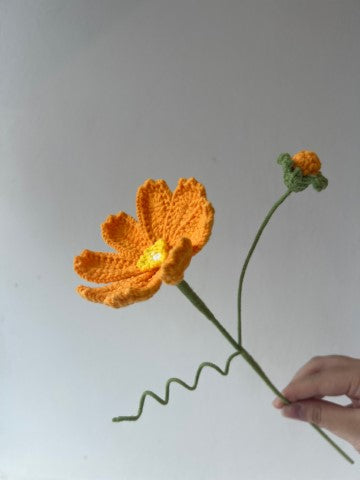 Cosmos Flower With Bud