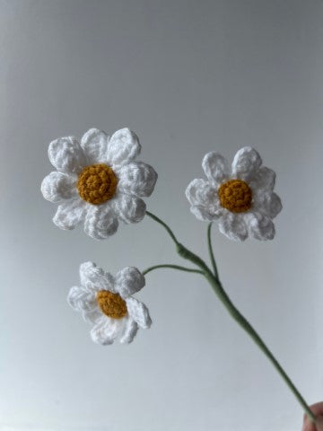Daisies