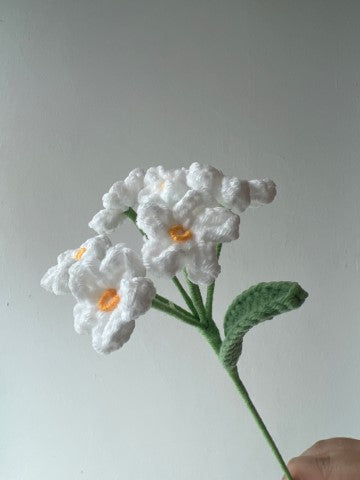 Forget-me-not