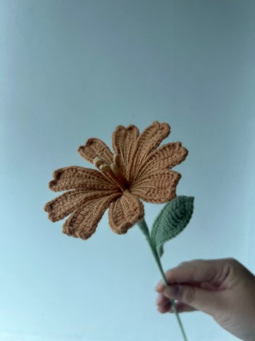 Lewisia
