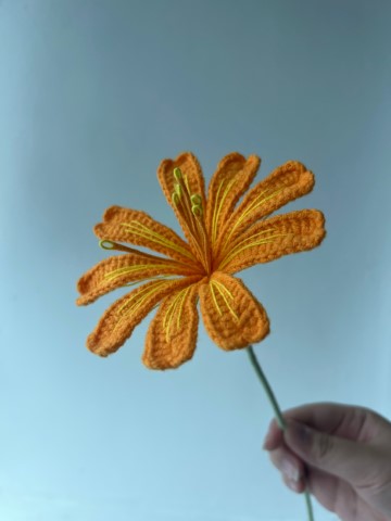 Lewisia