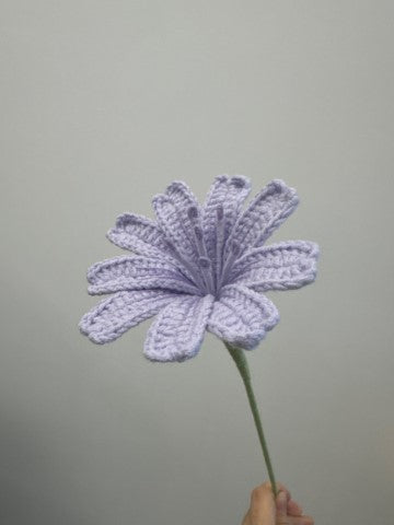 Lewisia