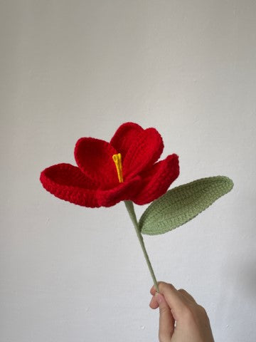 Wide Leaf Blooming Tulip