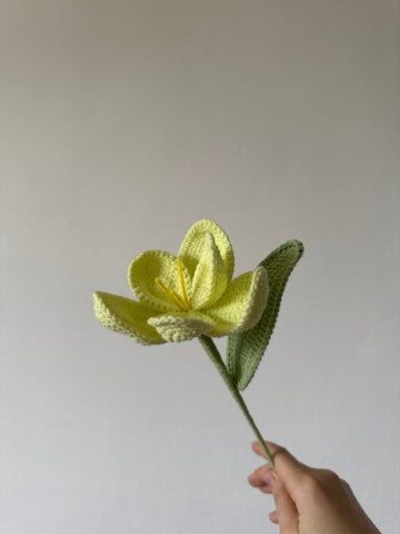 Wide Leaf Blooming Tulip