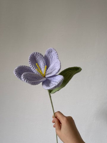 Wide Leaf Blooming Tulip